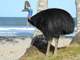 a cassowary positioning its body to the left standing on a patch of grass before two trees and the ocean in the background